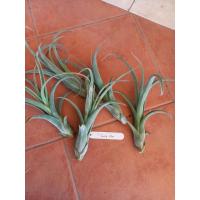 ราคา ทิลแลนเซีย(Tillandsia Curly slim) (14950512978)