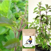 ราคา เมล็ดพันธุ์กระเพราป่าก้านแดง 1000 เมล็ด ผักกระเพรา กระเพราพันธุ์แท้ (24427016261)