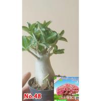 ราคา ต้นชวนชม ราชินีพันดอก ต้นที่48 ส่งทั้งกระถาง (24314769684)