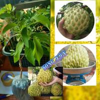 ราคา ต้นน้อยหน่าเพชรปากช่อง ( เสียบยอด ) (5979240607)