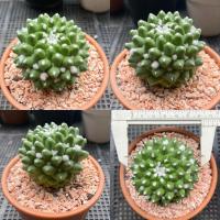 ราคา แมมมิลาเรีย อิรุซามุ (28289701868)