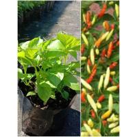 ราคา ต้นพริกกะเหรี่ยง/แบบกล้าเม็ด/ใน1ถุงมีหลายต้น (6672976165)