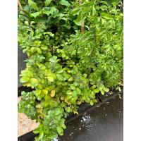 ราคา ต้นดอกแก้ว ดอกแก้วเป็นไม้ประดับ สวยๆ (28006255424)