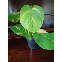 ราคา ต้นพลูด่างใบใหญ่ต้นใบสวยงาม (3261322694)