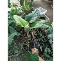 ราคา เสน่ห์จันทร์แดง หรือว่านเสน่ห์จันทร์แดงป่า (8225388727)