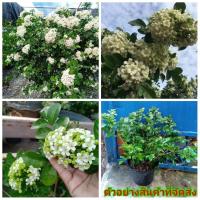 ราคา (ขาย ต้นพันธุ์) ต้น ดอก ต้นแก้วพวงดวงใจ แก้วพวงดวงใจ เบนซ์ fadel (6360852082)