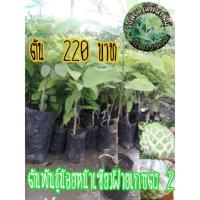 ราคา น้อยหน่าพันธุ์ฝ้ายเกษตร2 สายพันธุ๋ใหม่ ยอดฮิต ออกผลดก ผลใหญ่รสชาดหวานอร่อยมากปลูกได้ทั่วประเทศทนแล้งได้ดี ปลูกง่ายโตเร็ว (6134746543)