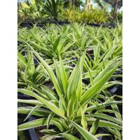 ราคา ว่านเศรษฐีเรือนนอก ไม้มงคล ส่งทั้งกระถ่าง 6 นิ้วและ 10 นิ้ว (3686411358)