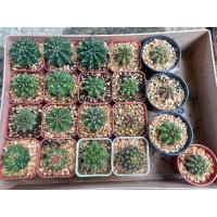 ราคา แคตตัล เชื้อยิมโนด่าง (18115548352)