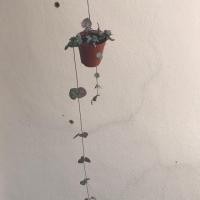 ราคา ต้นสายป่านดวงใจ ใบเขียว (6126383666)