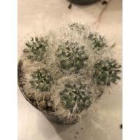 ราคา กระบองเพชร แมมขนแมว ฟอร์มกอ (41413702964)