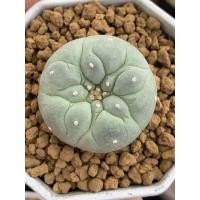ราคา Lophophora fricii yatagai ไม้เมล็ด (12527541518)