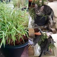 ราคา ต้นไผ่เงิน หรือ หญ้าแมว ไผ่แมว ทาสแมว ลำต้นสูง 30 ซม ส่งพร้อมกระถาง 8 นิ้ว (9078533085)