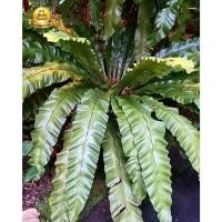 ราคา Fern, Bird’s nest Fern, เฟิร์นข้าหลวง, เฟิน, ต้นเฟิร์น, ข้าหลวง, เฟิร์นหลังลาย, เฟิร์นข้าหลวง, เฟิร์นข้าหลวงหลังลาย (25724295152)