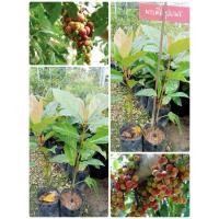 ราคา ต้นมะเดื่อชุมพรพร้อมเมล็ดต้นสูง 60 ถึง 70 เซนติเมตร (41704666963)