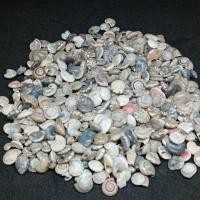 ราคา เปลือกหอย ทับทิม ตกแต่งตู้ปลา บ้านของน้องปูเสฉวน ของสะสม งานDIYน้ำหนัก100กรัม (4643639001)