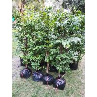 ราคา ต้นโมกพวงดอกหอม สูง 80cm, 1m (4986189280)