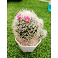 ราคา แมมขนแมว ต้นใหญ่ดอกสวย (11184677479)