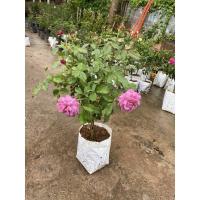 ราคา กุหลาบสีม่วงดอกหอมkinda blue (4259960126)