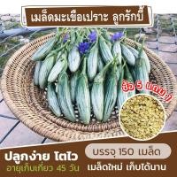 ราคา เมล็ดมะเขือเปราะ ลูกรักบี้ แบ่งขาย 150 เมล็ด ซื้อ 5 แถม 1 (คละชนิดได้) (22933267130)