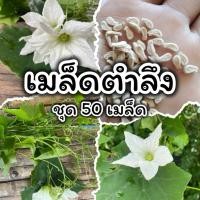 ราคา เมล็ดพันธุ์ ตำลึง บรรจุ 50 เมล็ด (43808141656)