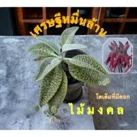 ราคา ต้นเศรษฐีหมื่นล้าน ต้นไม้มงคล ส่งต้นจริง (25615123997)