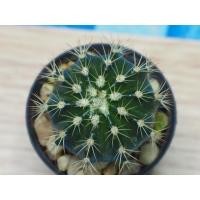 ราคา เมโลแคคตัส (Melocactus sp.) หนามยาว (6550153850)