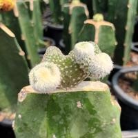 ราคา โอพันเทีย พูน่า Opuntia puna ไม้กร๊าฟตอโอพันเทีย แคคตัส กระบองเพชร (26234250503)