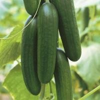 ราคา 25 เมล็ด เมล็ดผัก แตงกวา พันธุ์นอก ปลูกง่าย Cucumber Vegetable Seeds สายพันธุ์ Picolino F1 (41972774780)