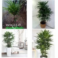 ราคา (ขาย ต้นพันธุ์) ต้น ต้นจั๋ง ต้นจั่ง จั๋ง จั่ง fadel (13448706716)