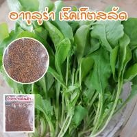 ราคา เมล็ดผักสลัดอกูล่า ร็อคเก็ต อากูรูล่า เมล็ดพันธุ์ ร็อคเก็ต 90-300 เมล็ด (ซื้อ 10 แถม 1 คละได้) (20315958994)