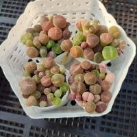 ราคา Lithops ไลทอปคละสายพันธ์ (21088364976)