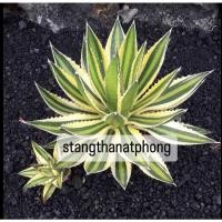 ราคา Agave Lophantha Quadricolor อากาเว่ ด่างขอบนอก (20755447154)