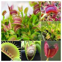 ราคา บอนสี 30เมล็ด กาบหอยแครงปากแดง Venus Flytrap Seeds บอนสี เสือพราน ไม้กินแมลง กาบหอยแครงปากแดง เมล็ดกาบหอยแครง ฟันฉลาม (11670216695)