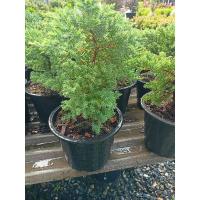 ราคา ต้นสนเลื้อยหรือสนจูนิเปอร์ (6656622186)