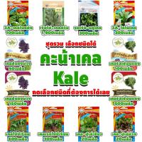 ราคา (เลือกชนิดได้) เมล็ดพันธุ์ คะน้าเคล Kale เคล ใบหยิก สการ์เล็ตเคล บลูเคล ไดโนเคล เคลไซบีเรียน เคลรัสเซียน เคลม่วง scarlet (3444211274)