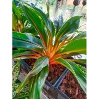 ราคา เศรษฐีก้านทอง ไม้มงคล เรียกทรัพย์ (18841548951)