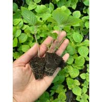 ราคา ต้นกล้างาขี้ม่อนธัญพืชเมล็ดเล็กที่มีคุณค่าทางอาหารสูง ต้นละ12บาท10แถม2กล้า (18074976784)