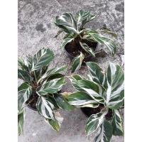 ราคา คล้าราชภัฏ ต้นคล้าราชภัฏ Calathea White Fusion คล้าด่างขาว (11719652288)