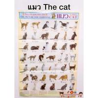 ราคา โปสเตอร์ my cat แมวพันธุ์ต่างๆ ทาสแมว โปสเตอร์สื่อการเรียนรู้ วิเชียรมาศ ขาวมณี สีสวาท ลูกแมว แมวโลกน่ารู้ (9987441145)