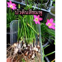 ราคา บัวดินสีชมพู บัวดิน โรเซีย บัวดินโรเซีย หัวบัวดิน ดอกบัวดิน สีชมพู หัวบัวดิน Zephyranthes Rain Lily Rain Lilies (2724935553)