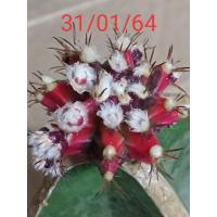 ราคา ยิมโนด่างแดงดำกราฟตอสามเหลี่ยม 1 ต้น (6566113403)