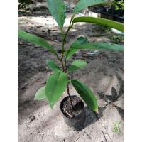 ราคา หมากเม่าหลวง มะเม่า ส้มส่อย ต้นพันธุ์หมากเม่า (28710845755)