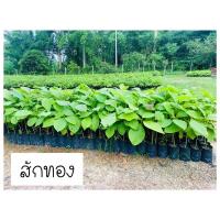 ราคา ต้นสักทอง สุง40+++ซม. (19250392214)