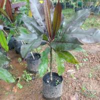 ราคา ต้นตีนเป็ดแดงแบบกิ่งชำไม้ประดับสวยงาม (23907349600)