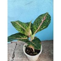 ราคา ้ต้นอโกลนีมา (Aglaonema) หรือ แก้วกาญจนา จัดส่งกระถาง8นิ้วความสูง40-45ซม.พุ่มใหญ่ใบใหญ่สวย (27401607535)