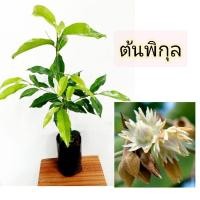 ราคา ต้นพิกุล,พิกุลทองไม้พุ่มดอกหอมแบบเพาะเมล็ดสูง60-65ซม. (9941519418)