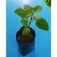 ราคา ต้นใบหูเสือ/หอมด่วนหลวง/เนียมหูเสือ/ผักฮ่านใหญ่/ผักหูเสือ (ไทย), เนียมอีไหลหลึง โฮว้หีเช่า (จีน)  (16340075461)