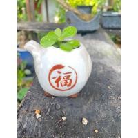 ราคา เบี้ยเศรษฐีกระถางญี่ปุ่น บอนไซ (23049573094)