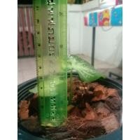 ราคา # บอนสีชายชล #บอนสี #ชายชล (12008556005)